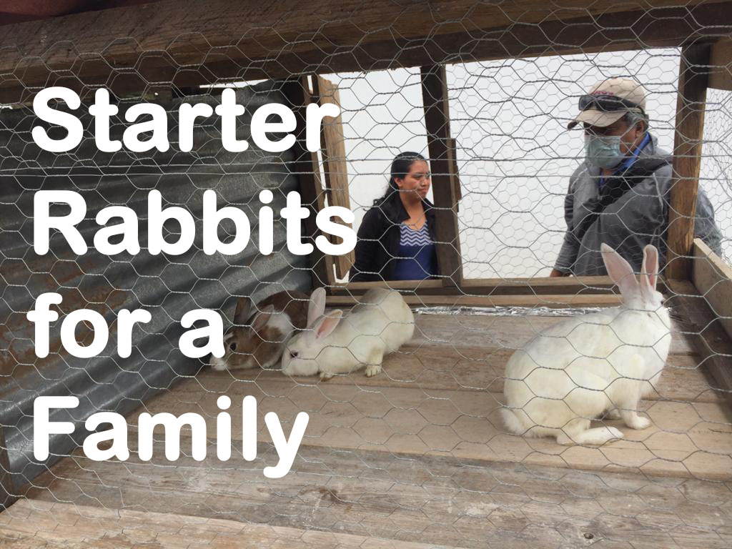 Starter Rabbits 2